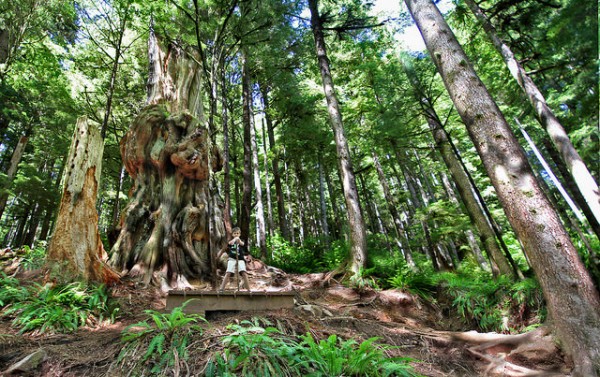 Avatar grove, Vancouver Island