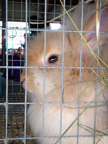 Sheepbreeders Festival 2014 angora rabbit | The Knitting Vortex