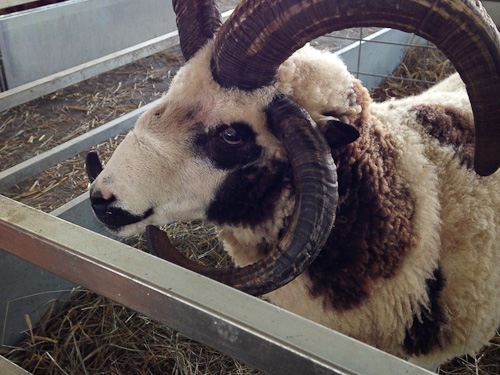 Sheepbreeders Festival 2014 ram | The Knitting Vortex'