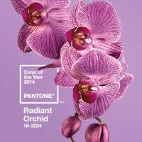 Radiant Orchid