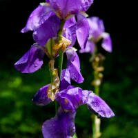 Wordless Wednesday 6.5.2013