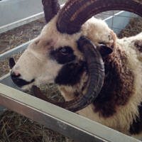 Garden State Sheep & Fiber