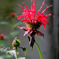 Wordless Wednesday 6.26.2013